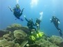 INDONESIA, Wakatobi - Tomia Island - Roma Dive